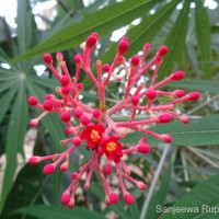 Jatropha multifida L.